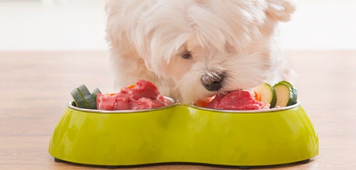 Lebensmittel für Hunde Was darf mein Hund essen und was ist verboten?