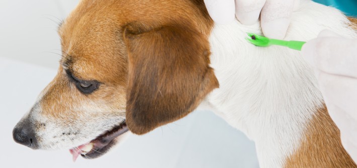 Schwarzkümmelöl für Hunde eine Alternative gegen Zecken zu den