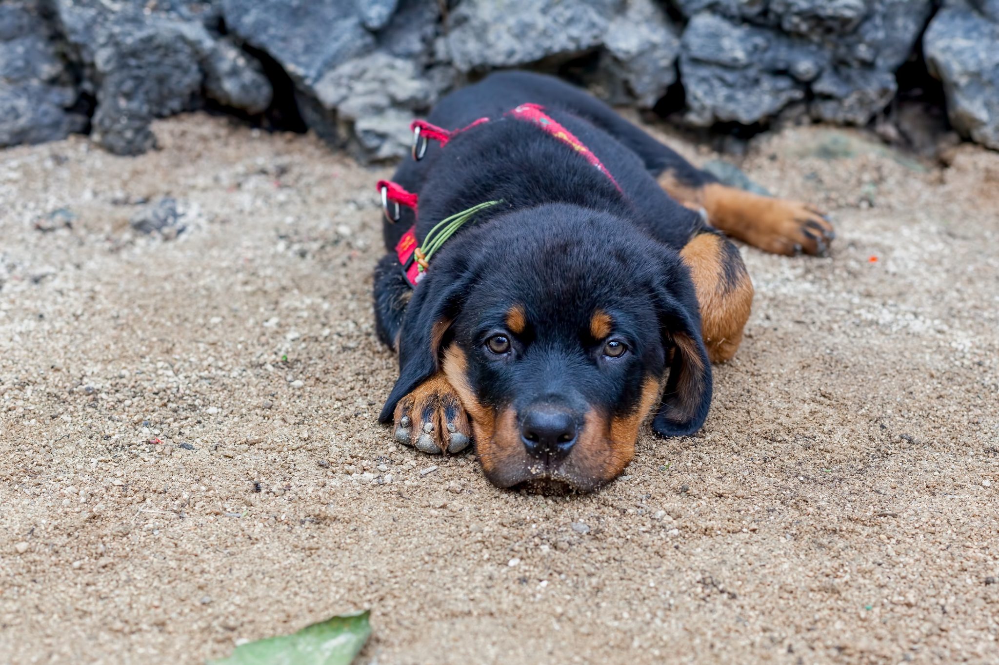 Hund ableinen Ein sicherer Rückruf ist Grundvoraussetzung