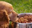 Hunde und gesunde Ernährung: Tipps