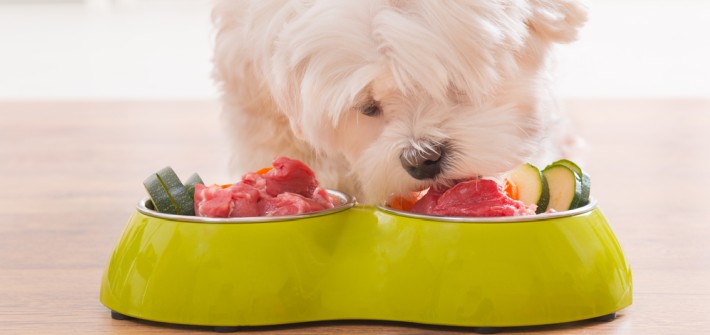 Lebensmittel für Hunde Was darf mein Hund essen und was ist verboten?