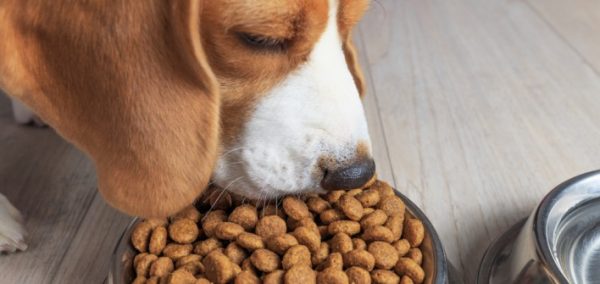 Hundefutter Trockenfutter einweichen oder nicht
