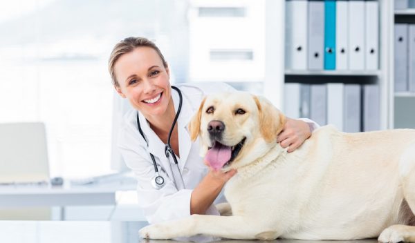 Anämie (Blutarmut) beim Hund Ursachen, Symptome &amp; Behandlung