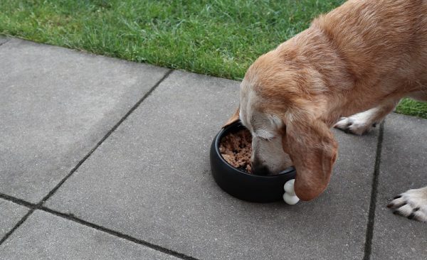 Trocken oder Nassfutter GENESIS oder PLATINUM Futter für alte Hunde?