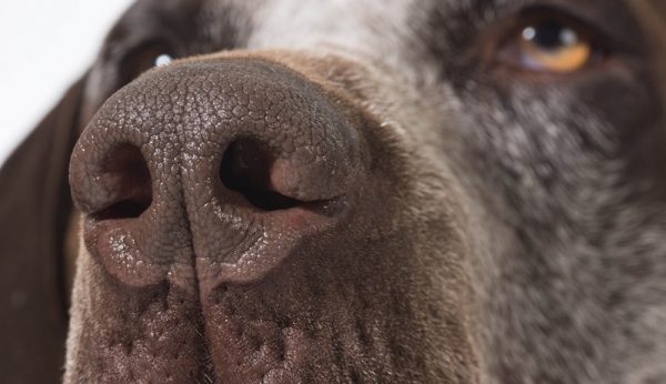 Hund hat kalte Nase Mögliche Gründe &amp; Abhilfe