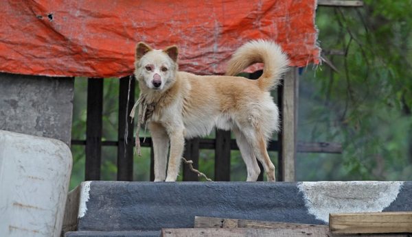 Hund hat kalte Nase Mögliche Gründe &amp; Abhilfe