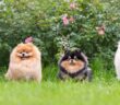 Zwergspitz: Kleine vorwitzige Fellkugel mit viel Charme ( Foto: Shutterstock-Irina Nedikova )