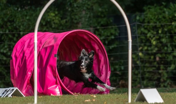 Hund geistig auslasten 11 sportliche Aufgaben, aber nur für smarte