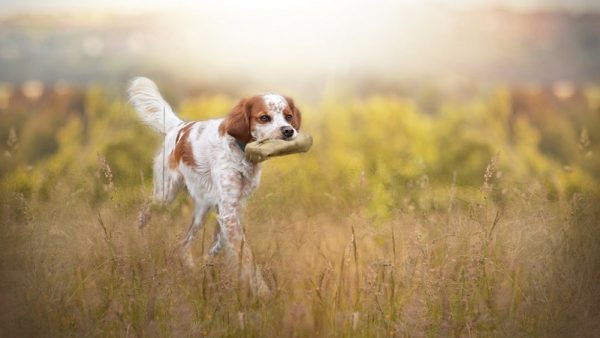 Hund geistig auslasten 11 sportliche Aufgaben, aber nur für smarte