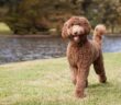 Labradoodle: Energiebündel und Überraschungsei (Foto: Shutterstock- The Dog Photographer_)