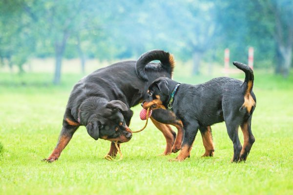 Rottweiler Beschützer und wohliger Begleiter in Einem