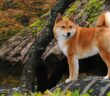 Shiba Inu: Der kleine Japaner (Foto: Shutterstock-_Ricantimages)