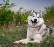 Husky: Schlittenhunde aus dem hohen Norden ( Foto: Shutterstock-Voltgroup )