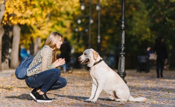 Labrador Retriever Ein Hund für die ganze Familie