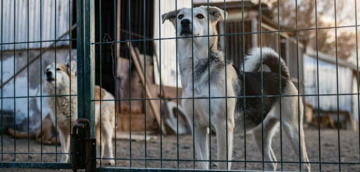 Tierheim Göttingen: Neuer Kurs im Tierschutz (Foto: AdobeStock - 787310515 andyborodaty)