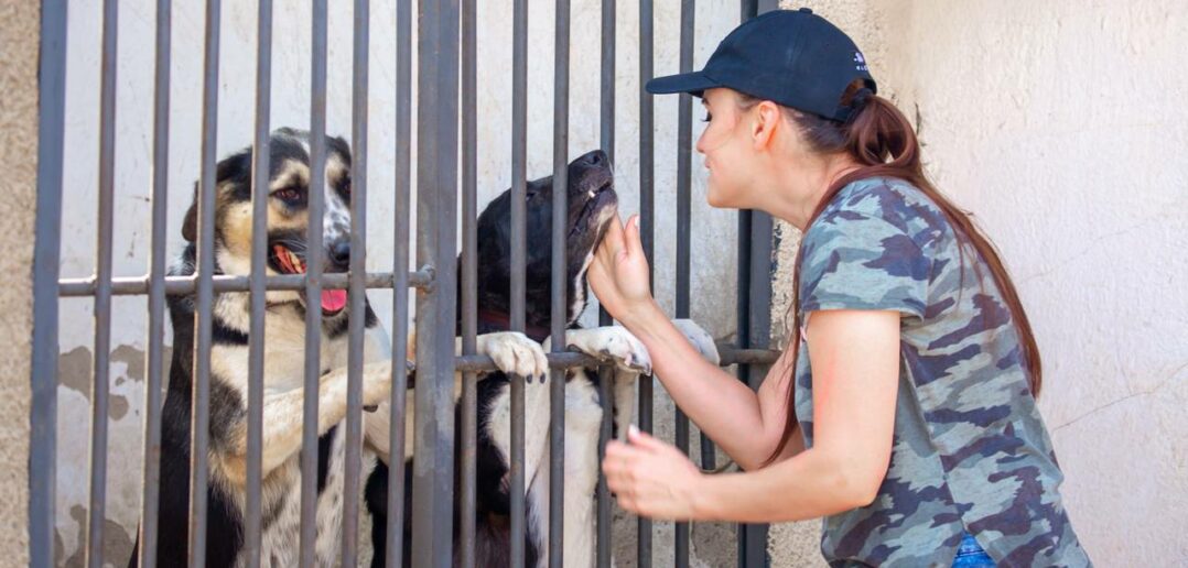 Tierheim Lippstadt und Umgebung: Alles für einen gelungenen Start mit Ihrem neuen Haustier (Foto: AdobeStock - 634607813 vera)