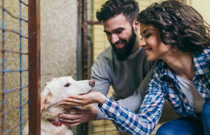 Tierheime sind somit von unschätzbarem Wert für das Wohl der Tiere, die Unterstützung der Menschen und die Gesundheit und Sicherheit der Gemeinschaften, in denen sie tätig sind. (Foto: AdobeStock - 263507045 hedgehog94) 